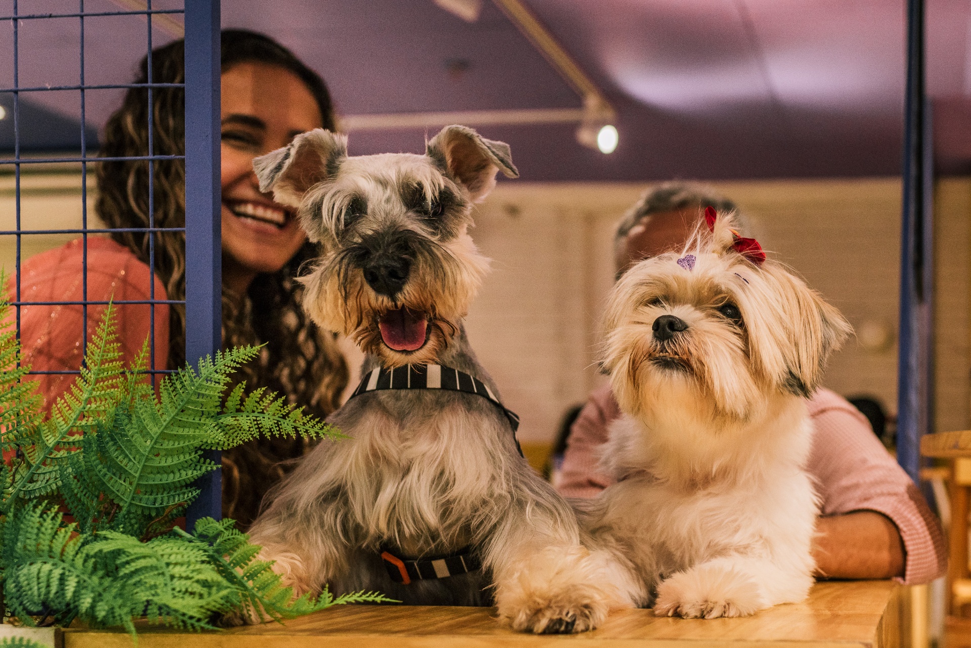 Pets felizes no ambiente acolhedor do Patas e Rolhas
